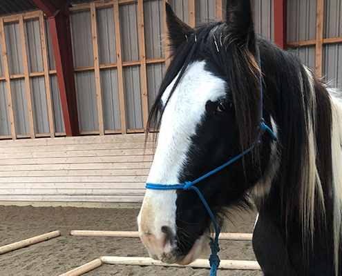 Veltrænet hest