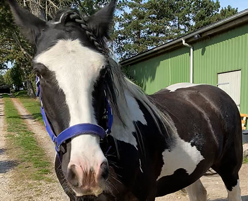 God horsemanship