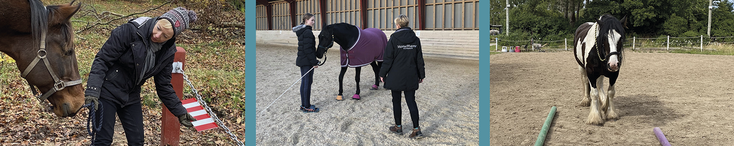 HorseMama undervisning