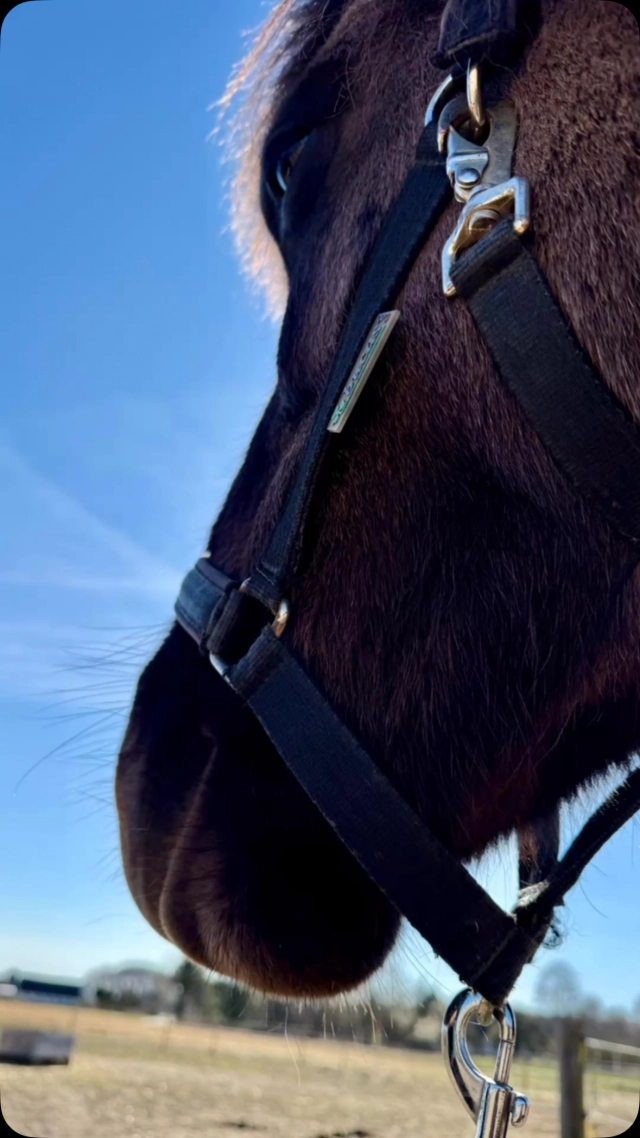 Yesterday, I had a round of sessions with some incredible Icelandic horses... Each one met me with something different – and each one opened up in their own time. There were moments of deep release, softness, and clarity. It’s always humbling to witness how clearly horses show us what they need – when we really listen. These weren’t just treatments – they were quiet conversations. And the kind that stay with you. 🐎✨
 Grateful for every horse, every moment, and the trust they offer. 💛 #equinebodywork #icelandichorses #horsehealing #horsemama #horseconnection