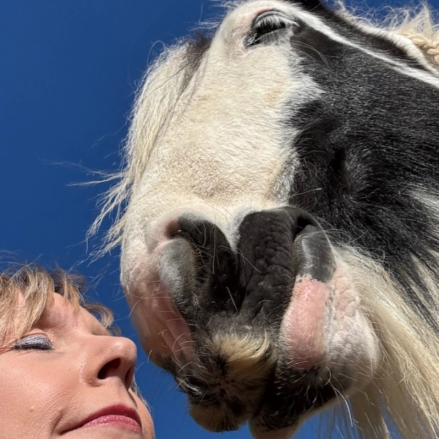 🌼 When I went out to Braveheart and Zizi in the paddock the other day, they were both dozing in the sun. Everything was quiet – except for the birdsong. I stepped quietly onto the field and sat down. Closed my eyes. Listened. Sensed my horses. And felt deeply grateful to have them in my life.

That happened just 20 minutes after someone asked me:
"Is it really okay for you to have horses like that? I mean, not being able to ride them?”
I had just shared what life with my horses currently looks like.
Braveheart is undergoing strength and cardio rehab. With Zizi I train endurance, while I help her rediscover joy in training and riding.
Both have muscle disorders. No two days are the same. Some days we can do a lot, other days almost nothing.

So, is it okay for me?
Yes!

Several people have said, “That’s an expensive hobby if you can’t ride.” But for me, riding isn’t the most important part. It’s the relationship. Our shared experiences. Learning from the horses – about them, about life and about myself.
I know for some people, having a horse you can’t ride is unthinkable. And yes, it would be lovely to saddle up and go for a ride 4–5 times a week – but that’s simply not our reality.
I don’t dwell on it. I work with what we’ve got. We’re making progress, and I truly believe things will improve as the horses gain more strength.
I’d rather train too little than push them too far. It means slower progress, but that’s a conscious choice – because I’ve seen how overtraining often leads to one step forward and two steps back.
We have a vet involved regularly, an independent nutritionist with extensive knowledge of muscle disorders, a patient farrier (standing on three legs for long isn’t easy), a great equine dentist (because it’s all connected) – and many other skilled professionals supporting us. And I contribute with bodywork and laser therapy.
This is my horse life.
I’m grateful for my two lovely horses, who I learn from and grow with.
And as long as Braveheart and Zizi are doing well, then I’m at peace with my horse life.
Even if I can’t always ride.
With love,
Camilla 💖
#sundaygratitude #grateful #horselife #pssm1 #mim #listentothehorse
