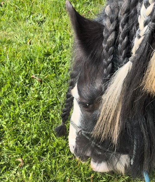 Because of a missing shoe, we haven’t done any training this week. So I figured we might as well spend some time grazing so his stomach could get used to grass.
Grass ranks high on his list of priorities, and over time he’s become very skilled at spinning around and diving his head down. But instead of constantly fighting a tough battle over the grass, I decided to choose the grass — and train letting go.

There’s a lot of grass along the path by our paddocks, so it was the perfect place to practice. I decided we would walk all the way to the end of the path, and the whole way I stayed in contact with him, focusing on his eyes and telling him we were going all the way to the end. He thought it was a bit hard, and that’s logical seen from the horse’s perspective: “There’s grass right here, why would we walk away from it?” But he did it. We reached the end of the path, and he was allowed to graze.
After fifteen minutes of grazing came the hard part: getting his head up and walking back 😅�I had trained him ages ago to lift his head on a cue, but it had been so long that I wasn’t sure if he’d still respond. But he did.�I calmly told him we were done for today — and that we’d do it again the next day. On the way back, we did a few focus exercises, and he got some treats along the way. He “asked” a few times if we could stay a bit longer… but without putting his head down.
The next day, we did it all again. And we walked back without using any treats until we were completely away from the grass 🥳
On the third day, I chose a different spot, but used the same approach. When it was time to return from the grass, it was as if he said, “Watch me!,” because as soon as I asked him to lift his head, he walked to the end of the path, stopped, and looked me deep in the eyes. “See?!”. That look went straight to my heart! 🥰
For a horse where food — and especially grass — is vital and a very “here and now” kind of thing, this isn’t just a small thing. It’s big. A sign of trust. I’m so grateful to have built a bond with Braveheart that means he feels listened to and that he listens to me too.
With love,�Camilla

#sundaygratitude #thankful #focus #presence #SMILEHorsemanship