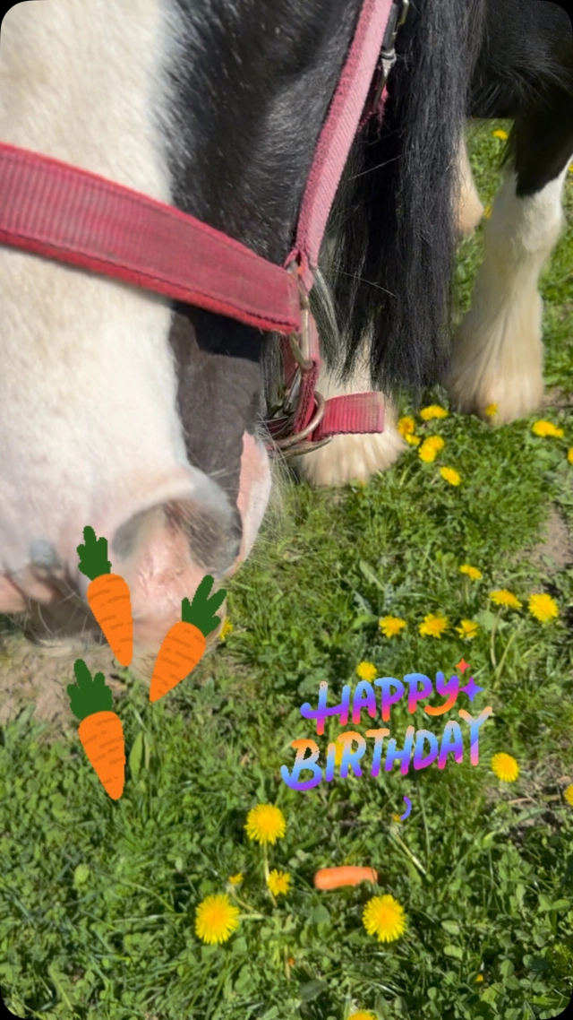 Verdens bedste Braveheart fylder 9 år idag. 🇩🇰🥳 #taknemmelig #elskedesoulmate