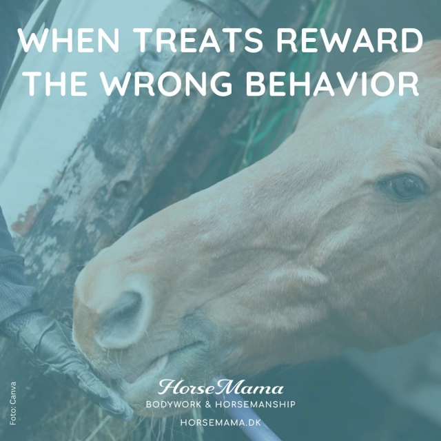 When Treats Reward the Wrong Behavior🫣

The other day, I was called out to a young horse with handling issues. The owner had already come a long way in just a few months, but challenges remained.

It’s not unusual for horses to be unsettled after a move — some take 6–12 months to truly relax. But in this case, it wasn’t just the relocation. The horse had clearly learned some unhelpful things, both through management and training. Treats had been used constantly at former owners place — not to reward desired behavior, but simply all the time, even during unwanted behavior.

So the horse had been rewarded for taking charge and reacting strongly. That made it quick to explode under even small amounts of pressure. Even though things had improved before my visit, it was still reactive. We worked on a different way of handling — and already that day, we saw a shift.

While I was there, someone from the stable asked for advice. She’d gotten scared when the young horse acted aggressively while she tried to fetch her own horse from the field — even kicking out at her. And I completely understand her fear.

But there’s no quick fix. I could suggest a mindset shift (young horses don’t respond well to fear or tension) and a different way of leading. But beyond that, it’s about training — retraining, really, after a pattern of unfortunate learning.

We’re working with living beings. Flight animals with instincts shaped over thousands of years. Change takes time and patience. I wish I could offer instant solutions, but it doesn’t work like that. And even with progress, old patterns will show up — especially when reactive behavior has been rewarded with treats.

The next step is to keep practicing the new approach — and introduce learning through play. In small doses, so the horse stays calm. It needs to feel that being relaxed is the best thing in the world.

I also spoke with the stable owner about what had happened and what’s next. It’s vital that everyone around the horse understands what’s going on. That’s how real change happens.

With love,
Camilla
#smilehorsemanship #learnedbehavior #horsebehavior
