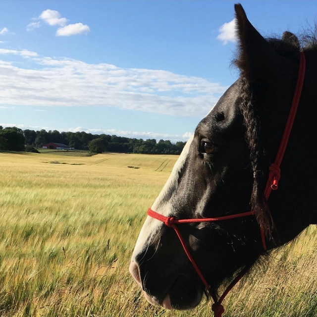 When the heart speaks�❤️
I clearly remember my very first riding lesson. The horse I was going to ride, Robin – maybe you've heard me mention him – was beautiful. I fell for him instantly. But during that first meeting, and the ones after, something puzzled me: I couldn’t feel him.
I was used to being around dogs and always felt a connection to animals. But not with Robin. Not at first.
We’re all capable of sensing others – humans and animals alike. It's about energy. That invisible communication between living beings that starts in the heart.
Research from the HeartMath Institute shows that the heart generates the most powerful electromagnetic field in the body. This field can be measured several feet away and carries information about our emotional state. When we are in heart coherence, our heart sends a more harmonious signal that can influence those around us.
So the heart doesn't just pump blood. It communicates. And when we're present and balanced, that heart field can create safety and connection – even with horses.

Robin hadn’t felt seen or heard for years. Most of his social contact was with humans. His only social contact with horses was through bars in the stable wall, an occasional turnout with one horse in the arena and a month will all school horses in a summer pasture. Only brief moments of freedom. He had shut down. That’s why I couldn’t feel him.
But that experience changed everything. It sparked my curiosity and passion for understanding horses. When the riding school let me buy him, my learning began. Robin taught me to feel horses. Feel their energy.
His way was to run – to run from his past. And he ran fast! I learned to sense when the energy got too big to hold. It saved me from many wild rides.
I’m deeply grateful for all he taught me. He let me into his heart – and taught me a way to communicate with horses, which I now pass on to others.
With love,�
Camilla 💖
#sundaygratitude #thankful #heartwisdom #energyconnection #heartconnection #heartcoherence #heartmath #heartmathinstitute #nonverbalcommunication #feelingwiththeheart #horsewisdom