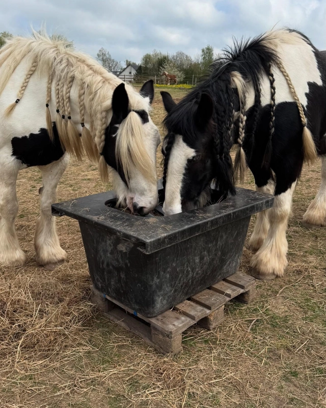 Sunday Gratitude – Mother’s Day Edition 🌸
In honor of Mother’s Day, today’s post is about a mother-son bond between horses – Braveheart and his mom, Zizi.
Zizi came back into Braveheart’s life in February last year. They had been apart for nearly 7.5 years. He wasn’t even six months old when they were separated, and I’ve always felt it left a mark on him.

They were so happy to see each other again. It was as if a wave of relief swept across the pasture as they trotted around in perfect sync. It was beautiful and touching 🥹💞

In nature, foals aren’t taken from their mothers at six months. Young horses leave home gradually around 1.5–2 years old – after having time to play, learn, and gather life experience within the family group. (If you’re curious to learn more about this, I recommend following @applied_herd_behavior )

I know a lot about Braveheart’s early life and understand why some things have been hard for him. Social connection is a basic need for horses – and Braveheart had to say goodbye to his mom early, with many changes in his herd during his first years too. I’ve always seen how hard he tries to connect with others. He’s drawn to every horse – both at home and when we’re out. Sadly, there have been periods where, due to unfortunate circumstances, he was alone. But now, thankfully, he has his mom and a few friends to share life with 🐴❤️

I’m deeply grateful that Braveheart has had the chance to be with his mother again. Of course, a nine-year-old wouldn’t live with his mom like this in the wild. But life in fences is far from nature – and for Braveheart and Zizi, being together just works.

I’m so thankful that Zizi came back into Braveheart’s life – and into mine. She has a beautiful soul that touches your heart 🌟💗
Happy Mother’s Day, Zizi. We love you!

And happy Mother’s Day to all the other moms out there – both two- and four-legged 🐾💐

With love,
Camilla 💖

#sundaygratitude #mothersday #bestziziever #grateful