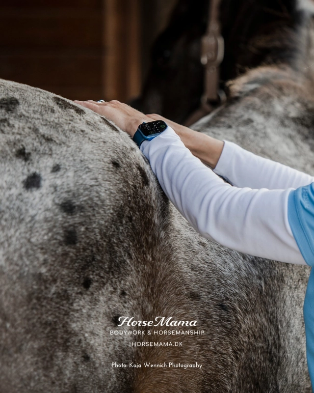 🐴 A moment of release 🤎
A client sent me this message recently:
“It was wonderful to see him stand there so relaxed and just receive the treatment. And today, he felt completely different to ride. Present and free in his movements.”

That’s exactly what bodywork can do:
Give the body enough calm to let go of what it’s holding.
Reconnect the nervous system.
Ease the tension that stands in the way of movement.

I work with gentle techniques that support the whole body – including the nervous system.

It’s not a quick fix.
But an ongoing support for your horse’s well-being – both physical and emotional 💖

With love,
Camilla 💖

#equinebodywork #equinemassage #relaxation #connection #horsewellbeing